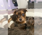 Small Photo #12 Yorkshire Terrier Puppy For Sale in KUNA, ID, USA