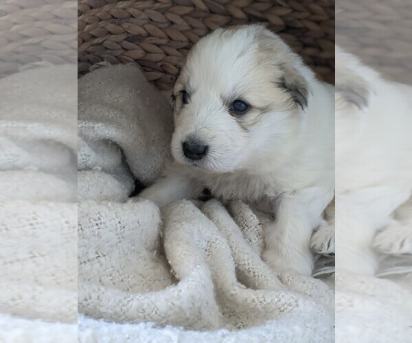 Medium Photo #83 Great Pyrenees Puppy For Sale in FALCON, CO, USA