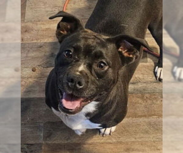 Medium Photo #2 Boston Terrier-Unknown Mix Puppy For Sale in Rustburg, VA, USA