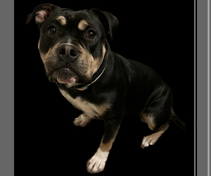 American Bully Puppy for sale in SACRAMENTO, CA, USA