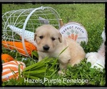 Puppy 1 Golden Retriever