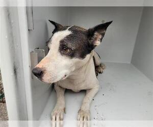 American Pit Bull Terrier-Labrador Retriever Mix Dogs for adoption in Houston, TX, USA