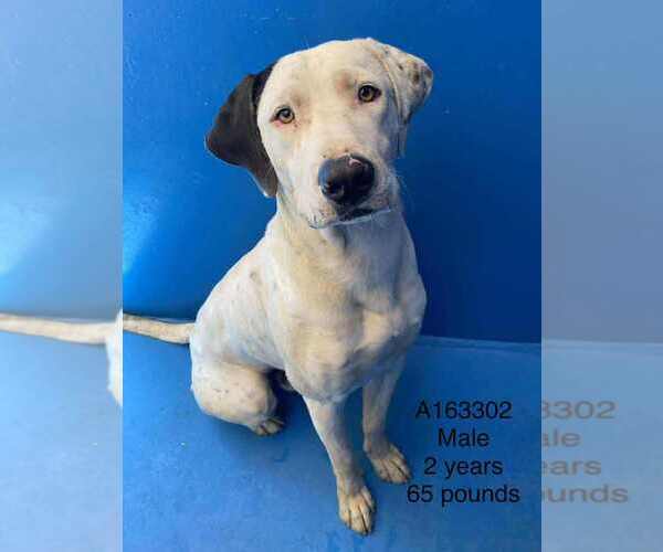 Medium Photo #1 American Pit Bull Terrier-Great Dane Mix Puppy For Sale in Calgary, Alberta, Canada