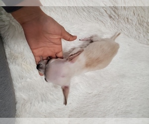 Chihuahua Puppy for sale in TAFT, CA, USA