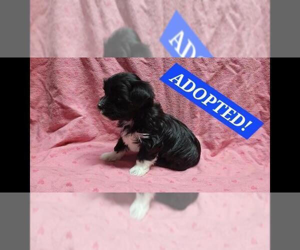 Medium Photo #1 Maltipoo Puppy For Sale in BROOKFIELD, MO, USA