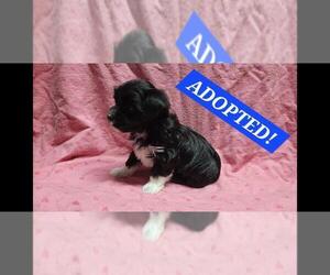 Maltipoo Puppy for sale in BROOKFIELD, MO, USA