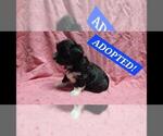 Image preview for Ad Listing. Nickname: Dusk
