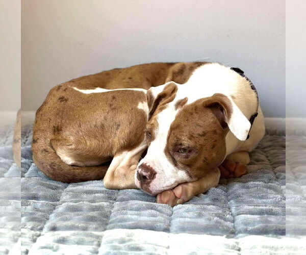 Medium Photo #4 American Pit Bull Terrier Puppy For Sale in Rockville, MD, USA
