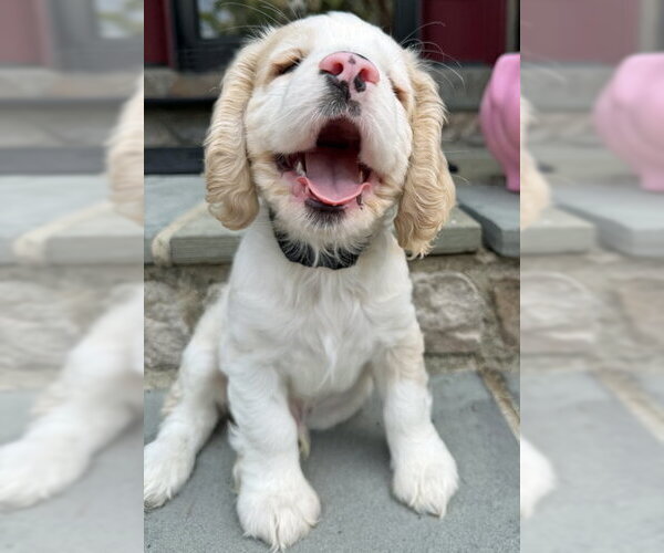 Medium Photo #2 Cocker Spaniel Puppy For Sale in Arlington, VA, USA