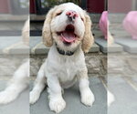 Small #1 Cocker Spaniel