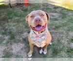 Small #1 American Pit Bull Terrier