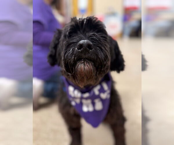 Medium Photo #4 Poodle (Miniature)-Unknown Mix Puppy For Sale in Wheaton, IL, USA