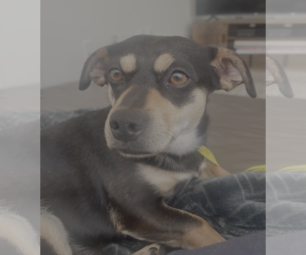 Medium Photo #3 Chiweenie Puppy For Sale in Bellevue, WA, USA