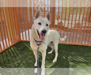 Siberian Husky-Unknown Mix Dogs for adoption in Las Vegas, NV, USA