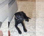 Small Photo #2 Mutt Puppy For Sale in Mooresville, NC, USA