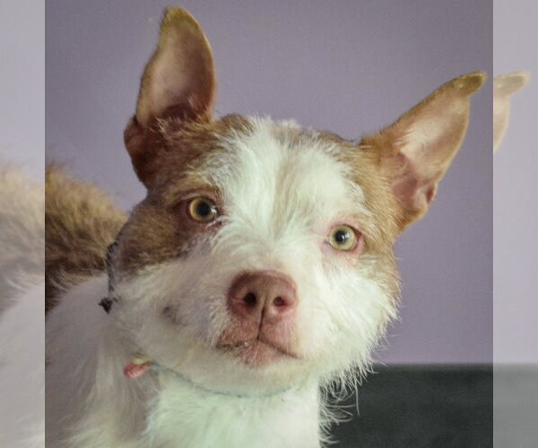 Medium Photo #1 Boston Terrier-Unknown Mix Puppy For Sale in Huntley, IL, USA