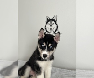 Siberian Husky Puppy for sale in NORTH FORT MYERS, FL, USA