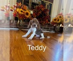 Puppy Teddy Beagle