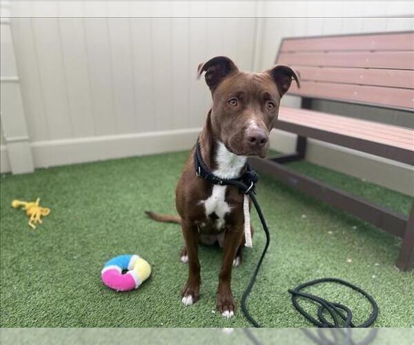 Medium Photo #1 Mutt Puppy For Sale in Camarillo, CA, USA