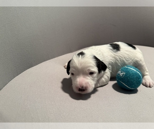 Medium Photo #14 Bernedoodle (Miniature) (+ Poodle Miniature) Puppy For Sale in BREA, CA, USA