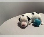 Small Photo #14 Bernedoodle (Miniature) (+ Poodle Miniature) Puppy For Sale in BREA, CA, USA