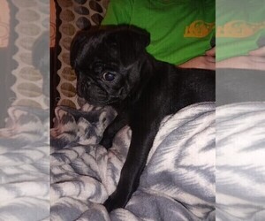 Pug Puppy for sale in BALTIMORE, MD, USA