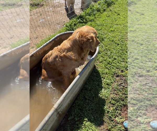 Medium Photo #1 Golden Retriever Puppy For Sale in MERCED, CA, USA