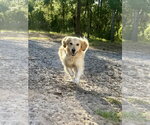 Small #5 Golden Retriever