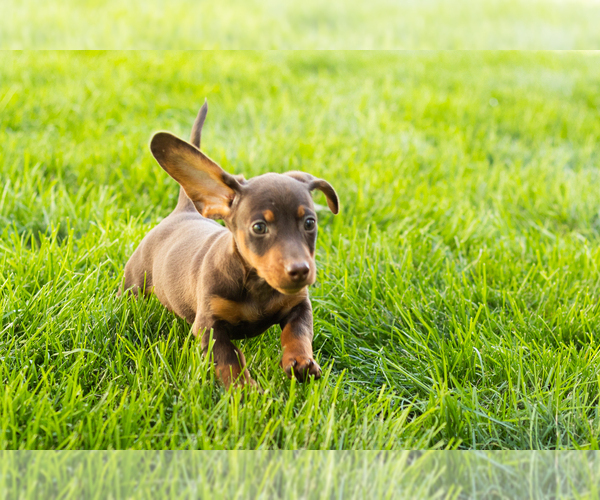 Medium Photo #10 Dachshund Puppy For Sale in MILLERSBURG, IN, USA