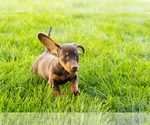 Small #9 Dachshund