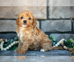 Puppy Chester Poovanese