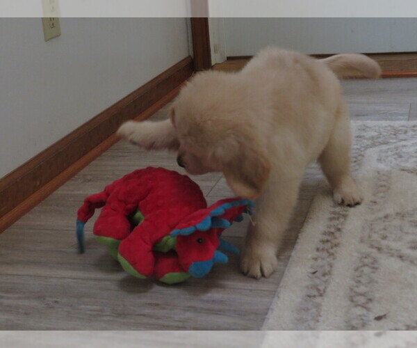 Medium Photo #9 Golden Retriever Puppy For Sale in MECHANICSVILLE, MD, USA