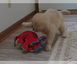 Small #8 Golden Retriever