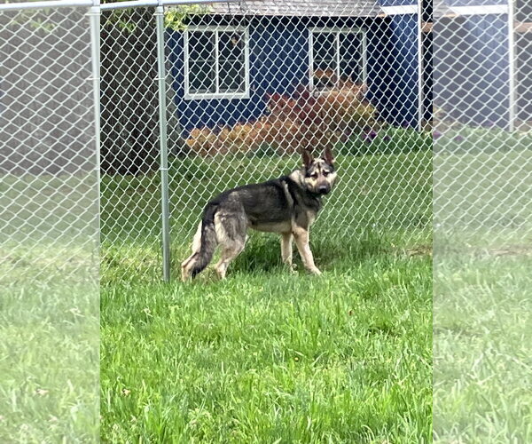 Medium Photo #12 German Shepherd Dog Puppy For Sale in Centreville, VA, USA