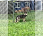Small #11 German Shepherd Dog