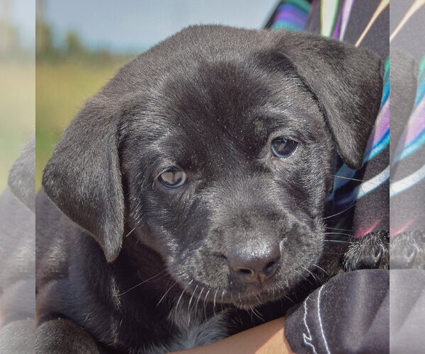 Medium Photo #7 American Bulldog-Chocolate Labrador retriever Mix Puppy For Sale in Huntley, IL, USA