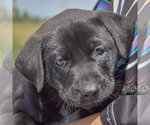 Small #6 American Bulldog-Chocolate Labrador retriever Mix