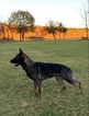 Small Photo #1 German Shepherd Dog Puppy For Sale in SENOIA, GA, USA
