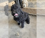 Small Photo #17 Poodle (Standard) Puppy For Sale in CHARITON, IA, USA