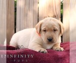 Remi - Male Labrador Retriever Puppy for Sale - Photo #4