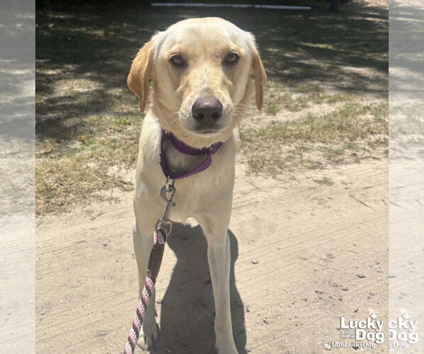 Medium Photo #2 Carolina Dog-Labrador Retriever Mix Puppy For Sale in Washington, DC, USA