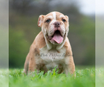 Puppy JINKO AKC English Bulldog