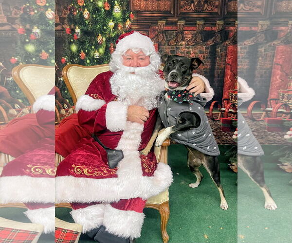 Medium Photo #5 Mutt Puppy For Sale in Rockaway, NJ, USA