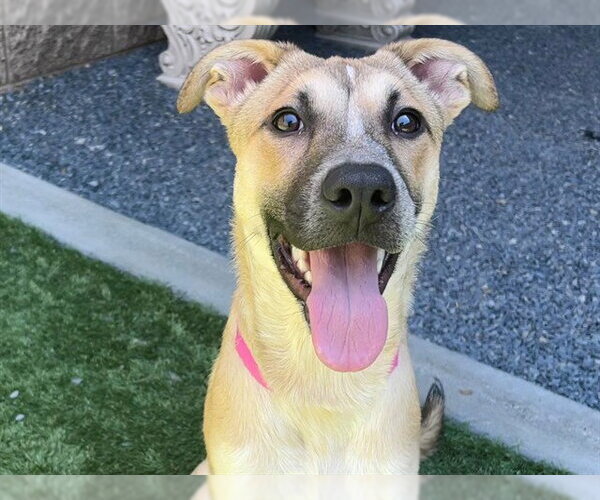 Medium Photo #2 Anatolian Shepherd-Unknown Mix Puppy For Sale in Moreno Valley, CA, USA
