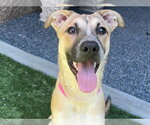 Small #1 Anatolian Shepherd Mix