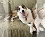 Small #3 Border Collie Mix
