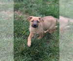 Small #3 Mutt