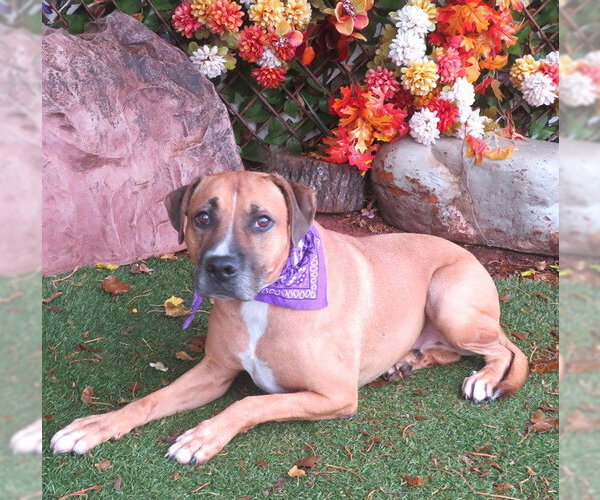 Medium Photo #1 Black Mouth Cur-Unknown Mix Puppy For Sale in Oklahoma City, OK, USA
