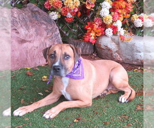 Black Mouth Cur-Unknown Mix Dogs for adoption in Oklahoma City, OK, USA