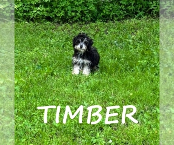 Medium Photo #4 YorkiePoo Puppy For Sale in HARTLAND, MN, USA